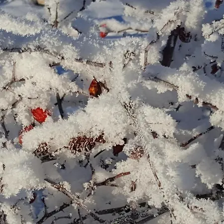 Imanje Mir Holiday home