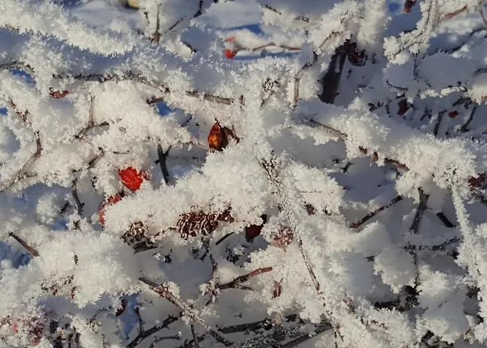 Imanje Mir 度假居